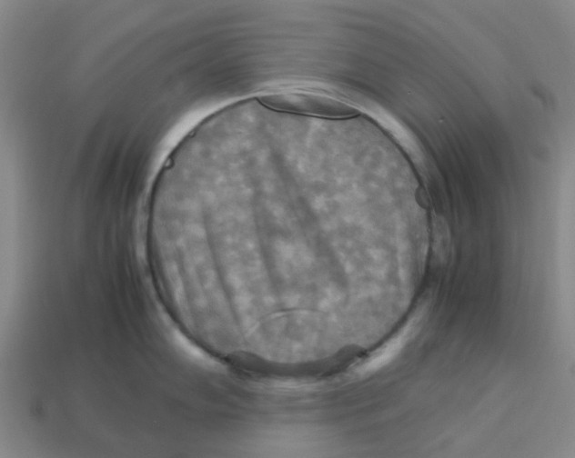 X0000113251102200910081313