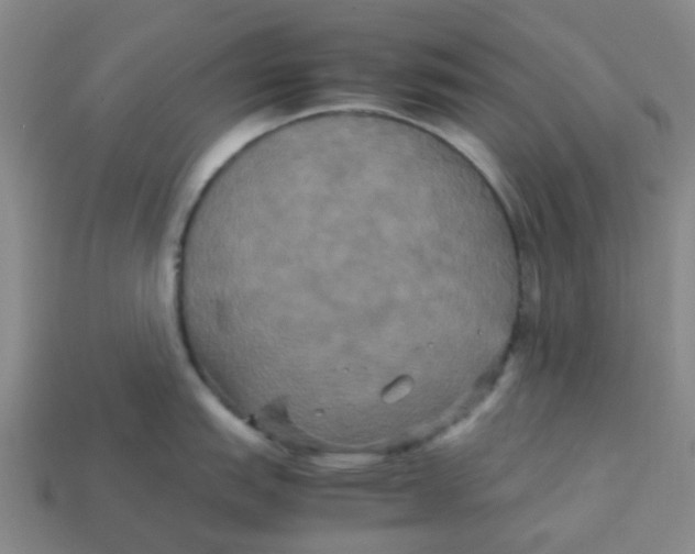 X0000113251151200910081313