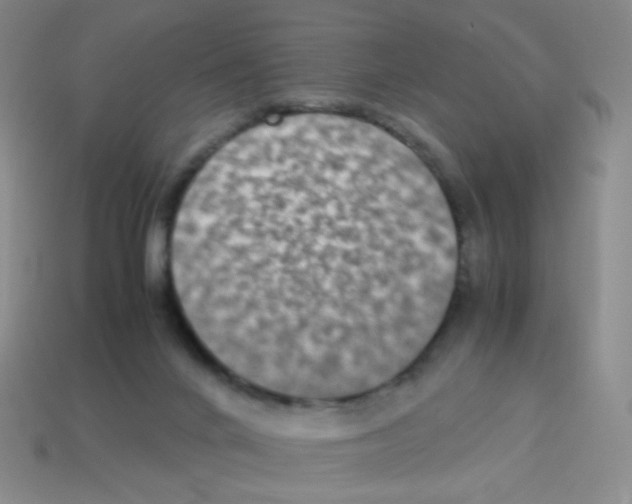 X0000113250024200910221130