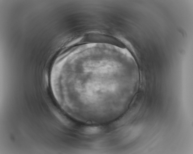 X0000113250061200910221129