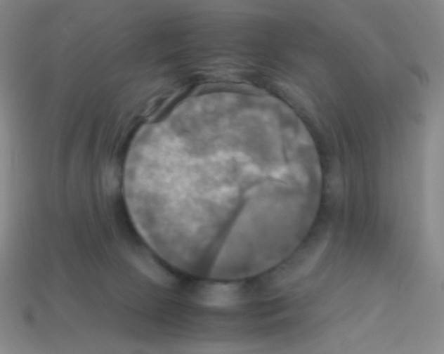 X0000113250081200910221130