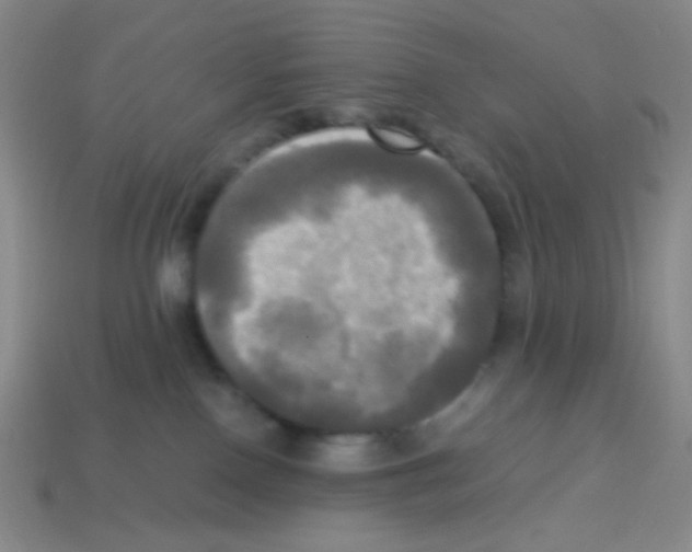 X0000113250090200910221130