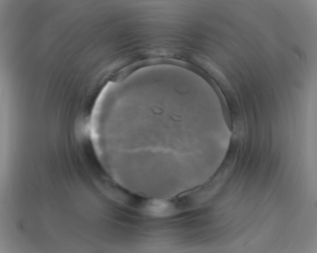 X0000113250095200910221130