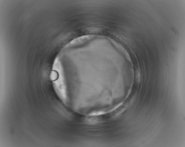 X0000113250181200910221129