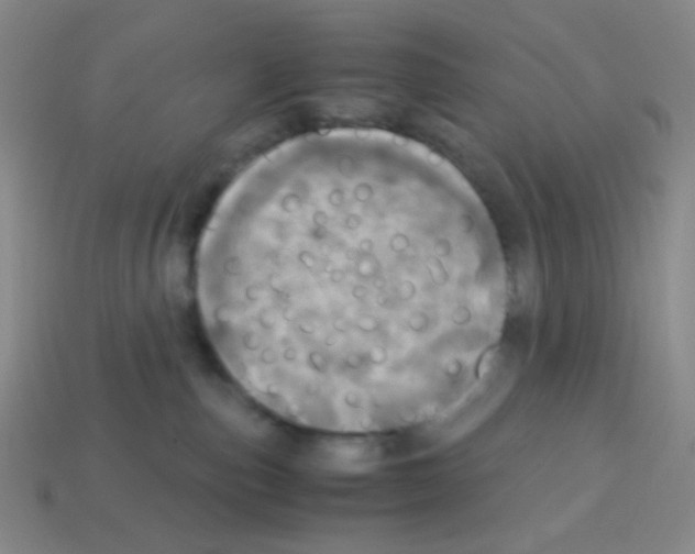 X0000113250187200910221129