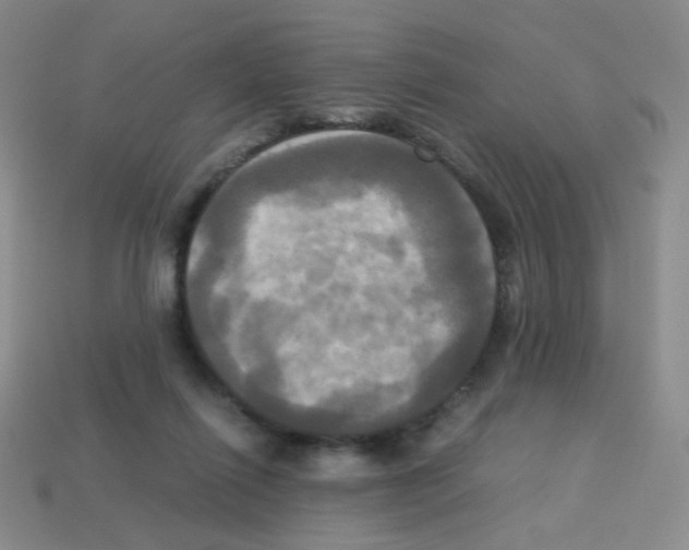 X0000113250262200910221127