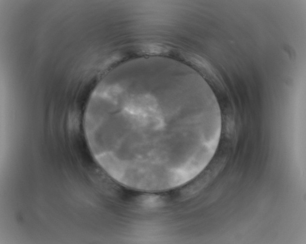 X0000113250326200910221126