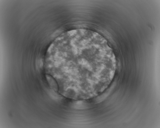 X0000113250382200910221126