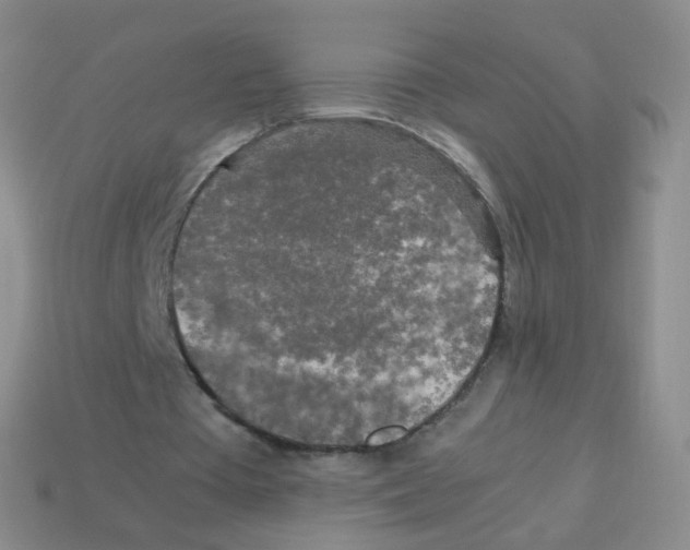 X0000113250385200910221125