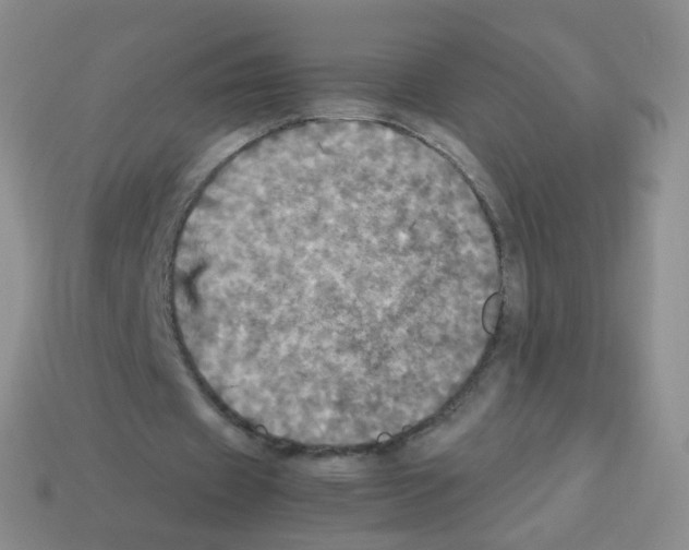 X0000113250433200910221124