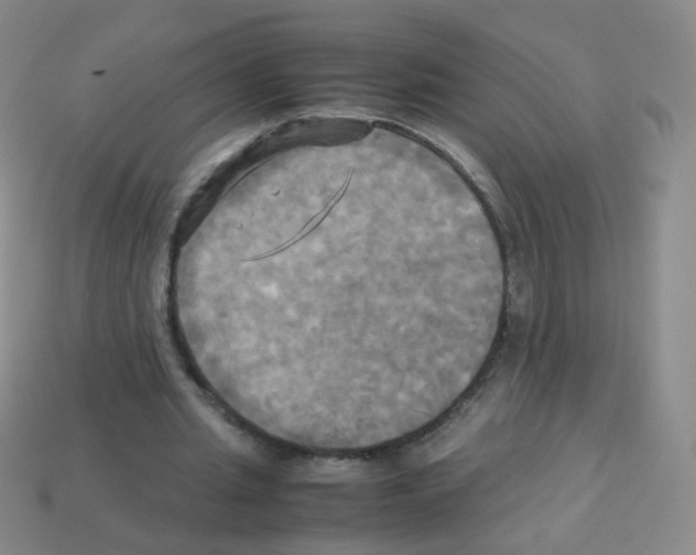 X0000113250437200910221124