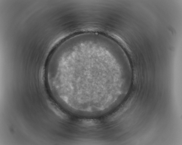 X0000113250439200910221124