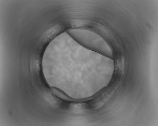 X0000113250452200910221124