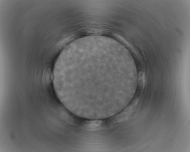 X0000113250474200910221125