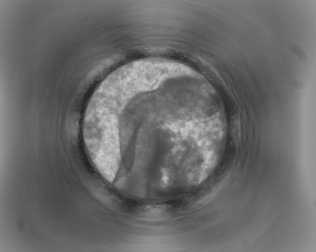 X0000113250495200910221124