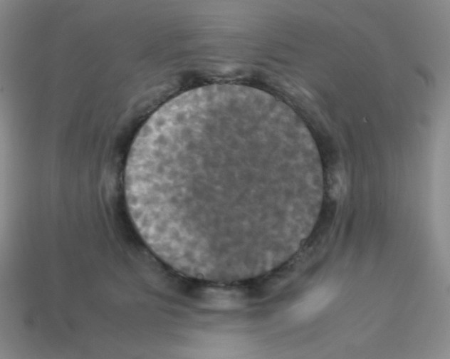 X0000113250515200910221124