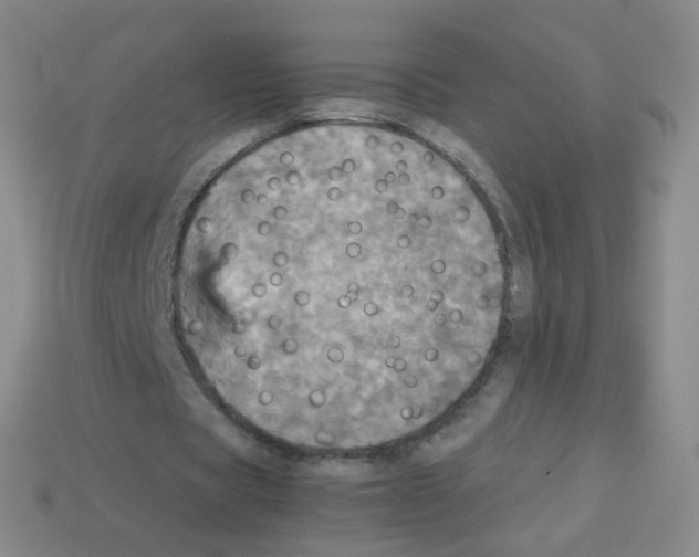 X0000113250529200910221123