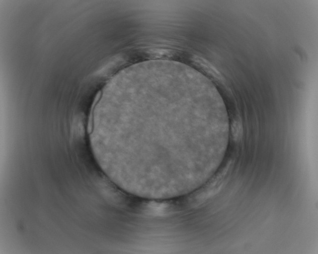 X0000113250570200910221123