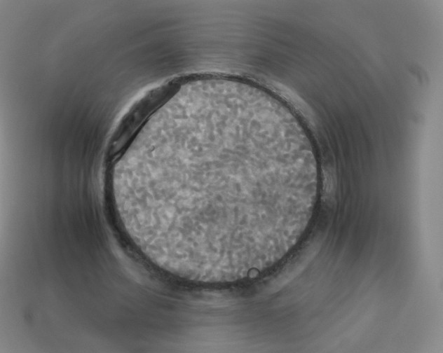 X0000113250580200910221123