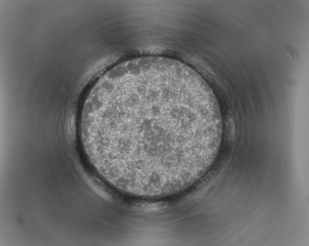 X0000113250638200910221122