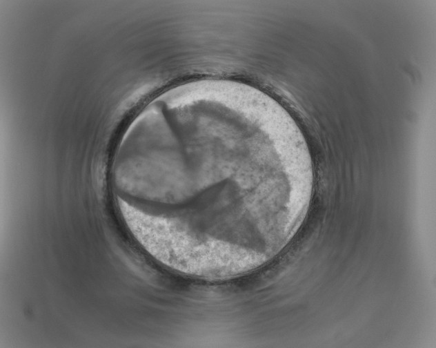 X0000113250679200910221121