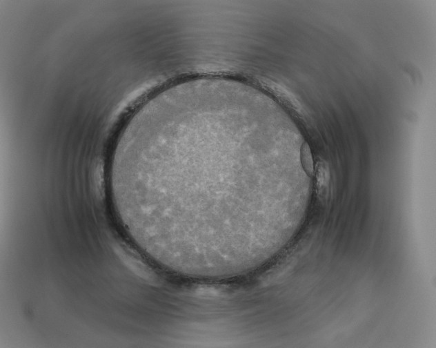 X0000113250684200910221121