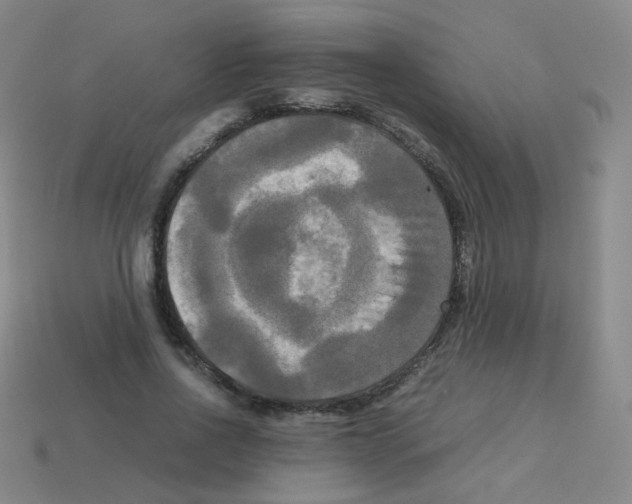 X0000113250734200910221120