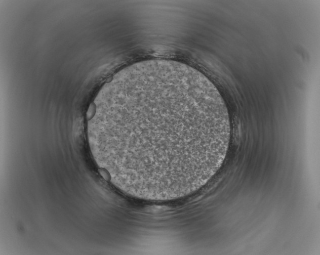 X0000113250748200910221121