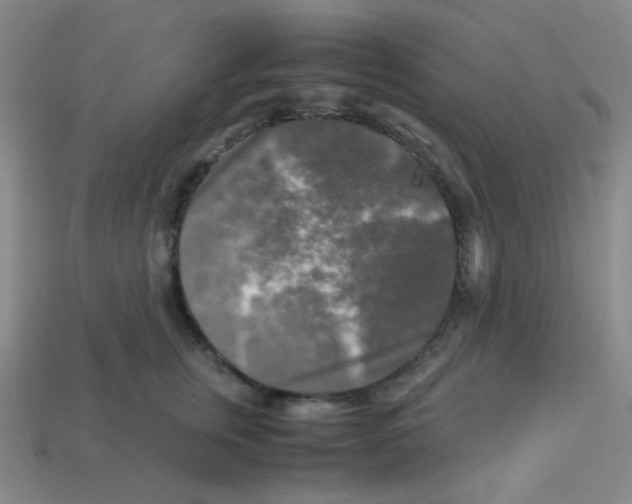 X0000113250759200910221121