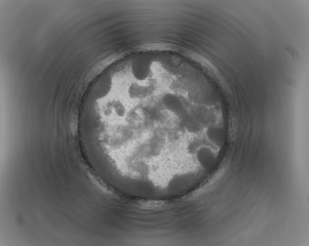 X0000113250833200910221119