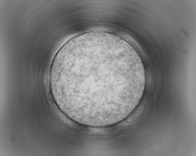 X0000113250852200910221120