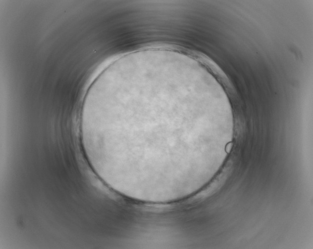 X0000113250860200910221120