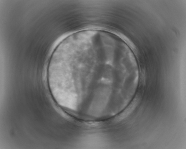 X0000113250862200910221120