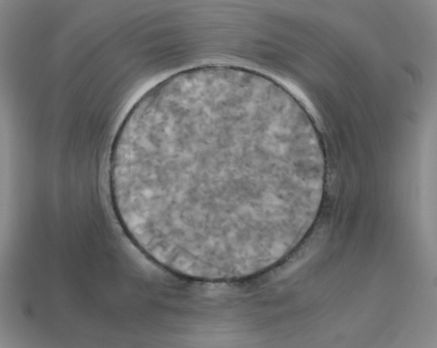 X0000113250903200910221119