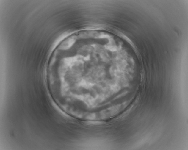 X0000113251487200910221111