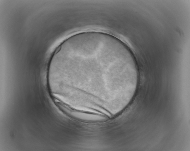 X0000113251504200910221110