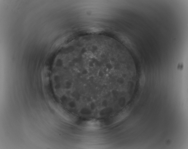 X0000113260366200909171655