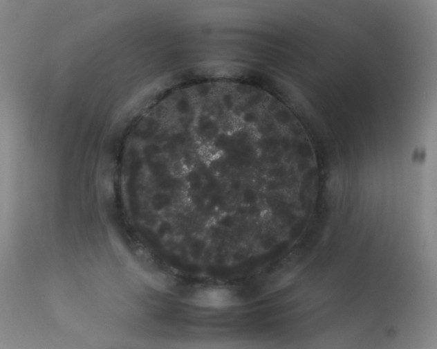 X0000113260643200909171650