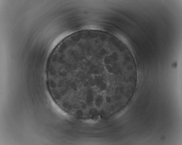 X0000113261141200909171643