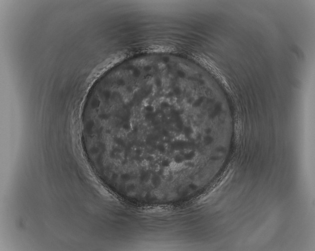 X0000113260721200909241521