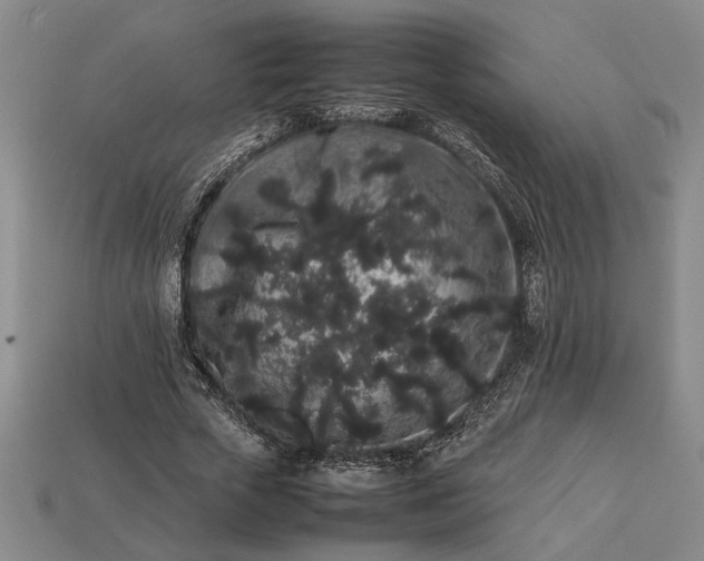 X0000113260729200909241521