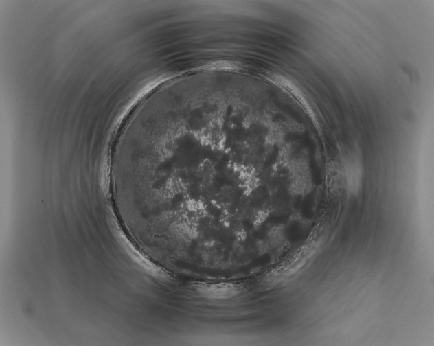 X0000113260851200909241521