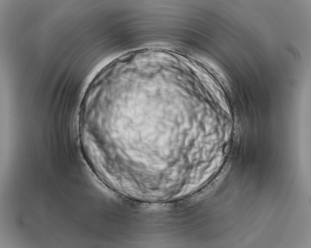 X0000113260808200910011406