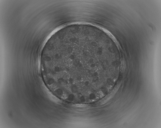 X0000113261295200910011359