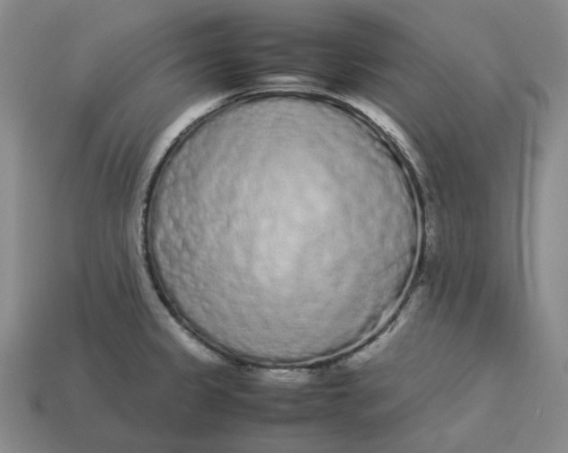 X0000113261333200910011359