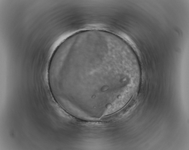 X0000113261336200910011359