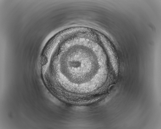 X0000113261522200910011356