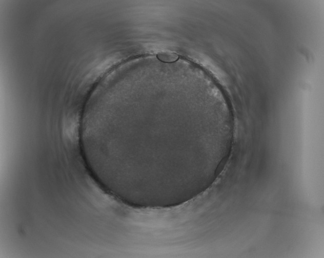 X0000113260009200910081349