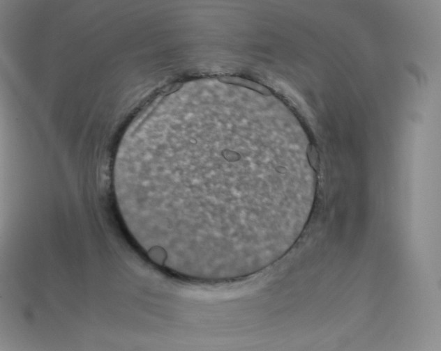 X0000113260017200910081349