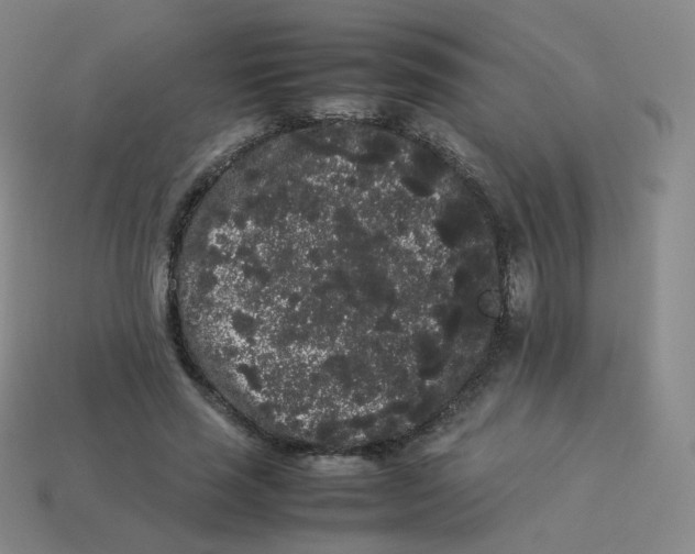 X0000113260637200910081340